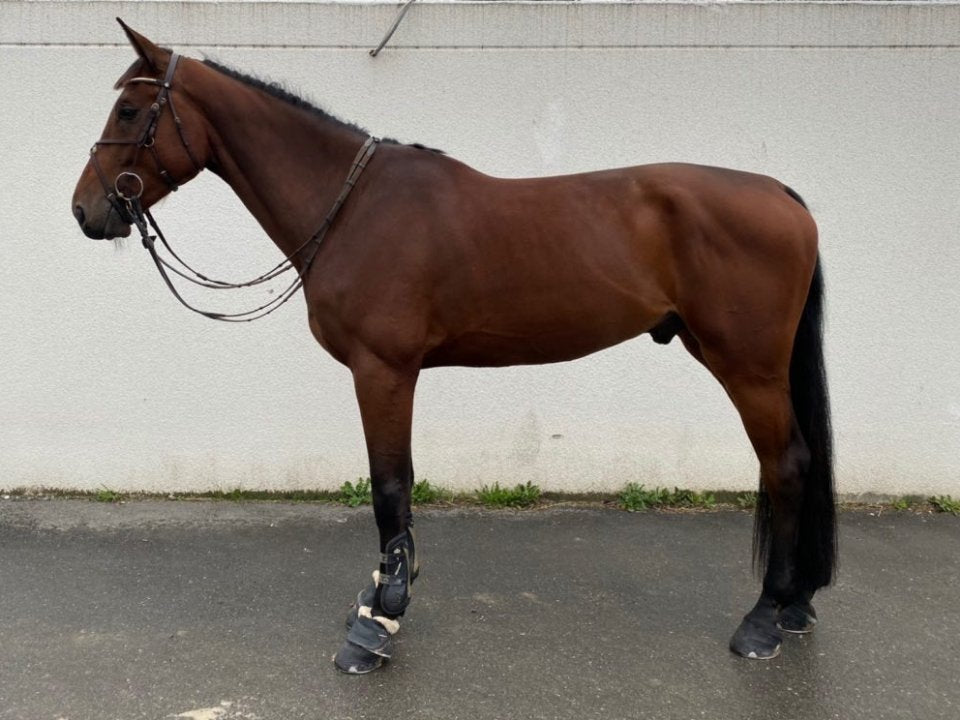 The same bay horse in a bridle and boots by the same white wall, side view, after about two months on Body Builder