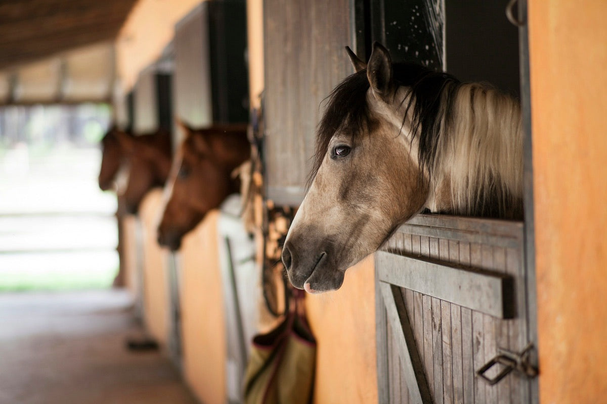 Three horses look out over their stall doors along a barn aisle