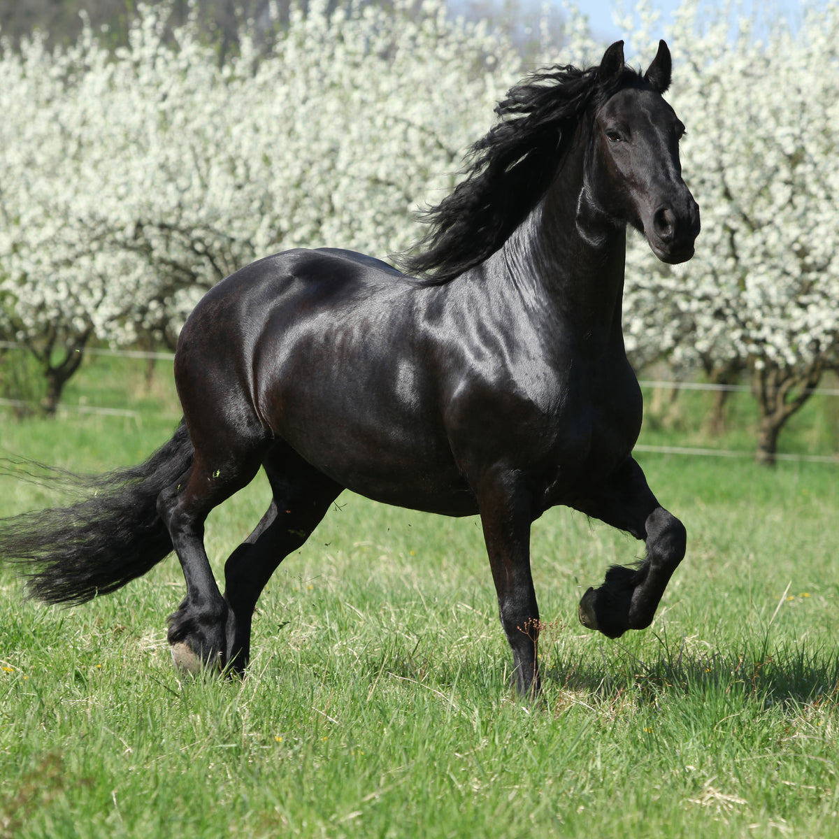 A black horse trotting through a field under blossoming trees