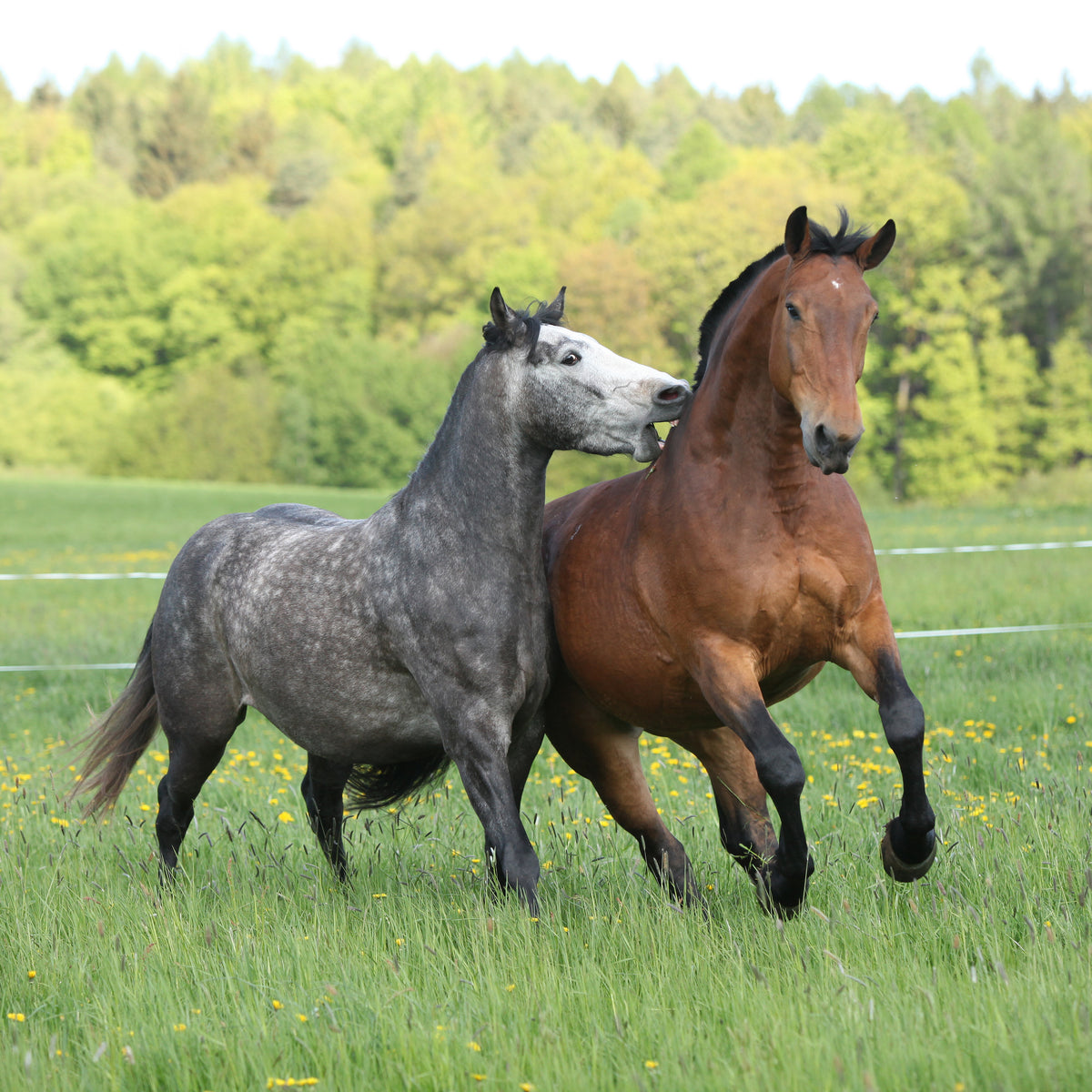 A grey horse and a bay horse standing together in a green pasture