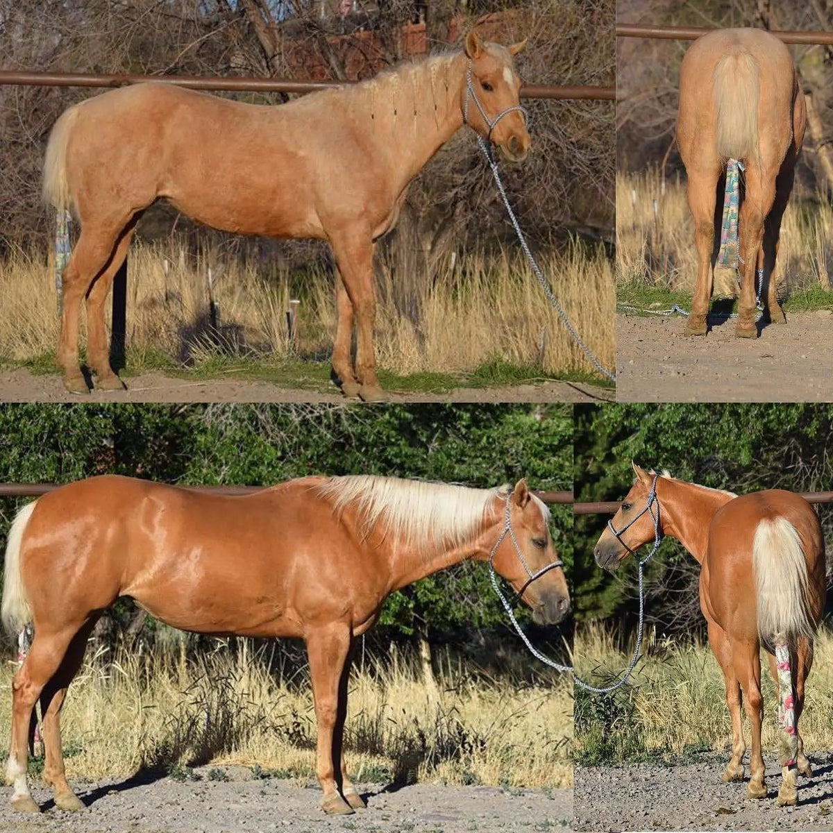 A palomino horse before and after, photographed from the side and from behind