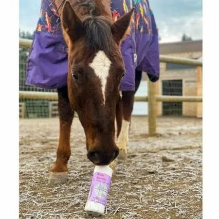 A chestnut horse in a purple blanket noses a bottle of Body Builder on frosty ground