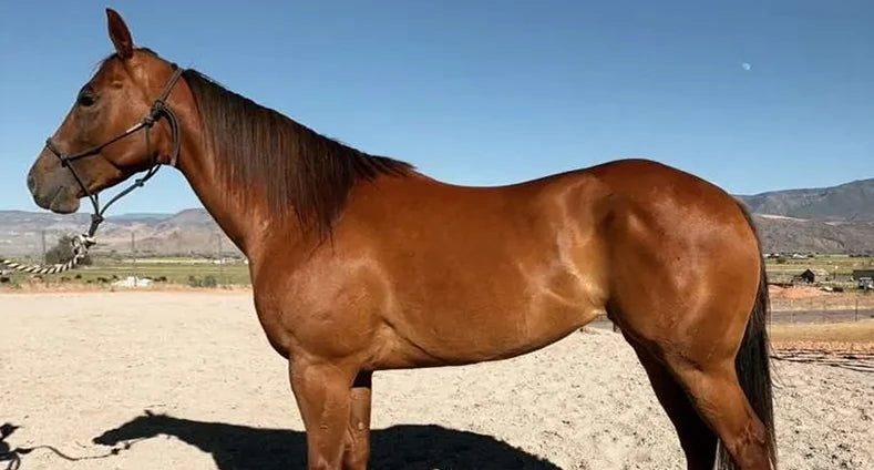 The same sorrel horse in an outdoor arena with mountains behind, side view, glossy coat and fuller topline
