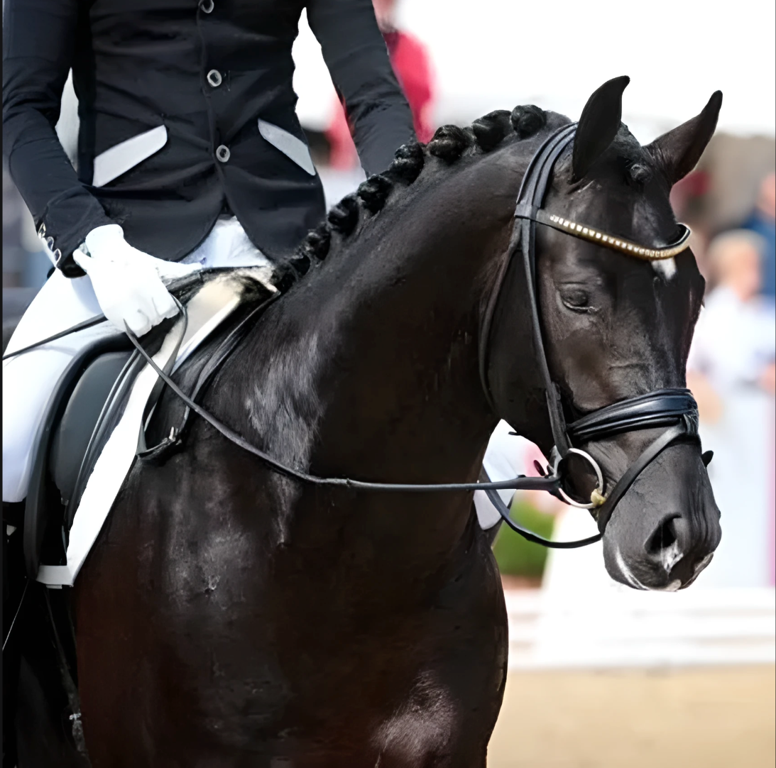 A rider in a dark show coat on a black horse with a braided mane