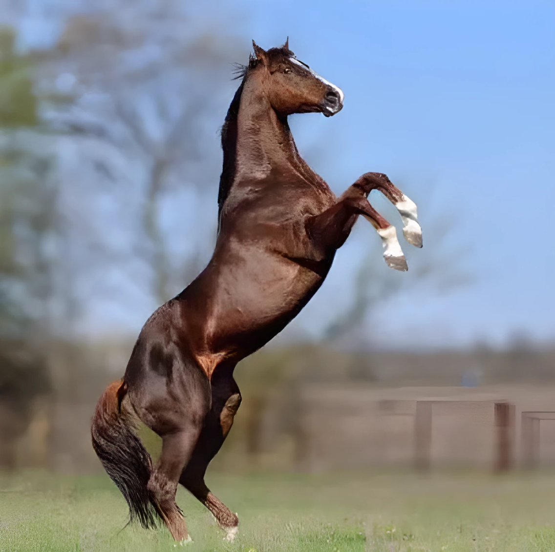 A dark bay horse rearing in a green field