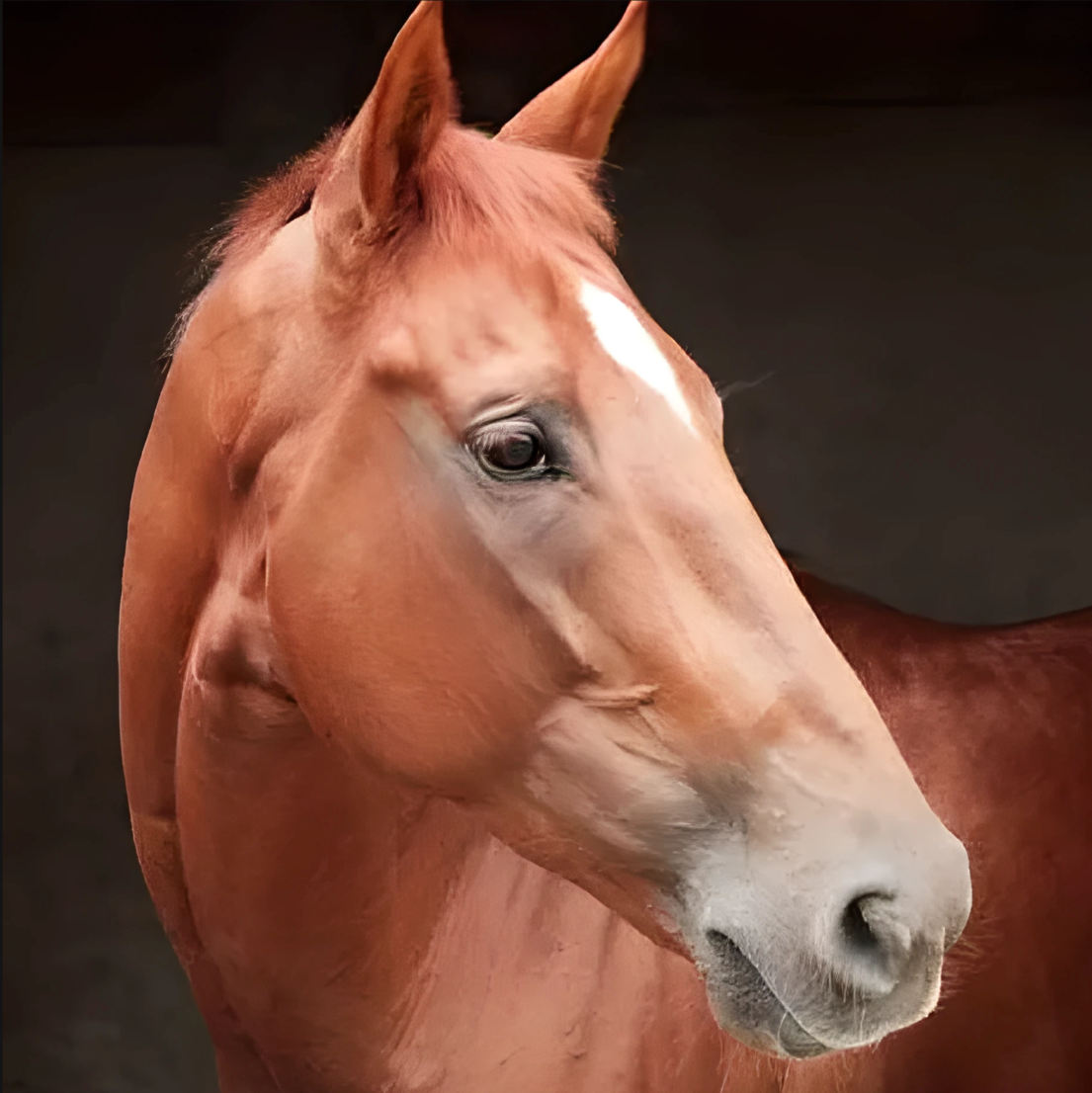 The head of a chestnut horse with a white blaze