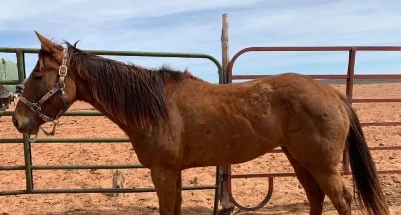 Sorrel horse with a halter standing in a pipe-fence pen on red dirt, side view, before Body Builder