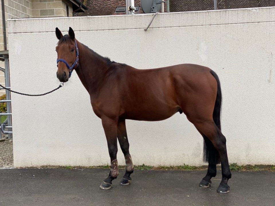 A bay horse in a halter standing by a white wall, side view, before Body Builder
