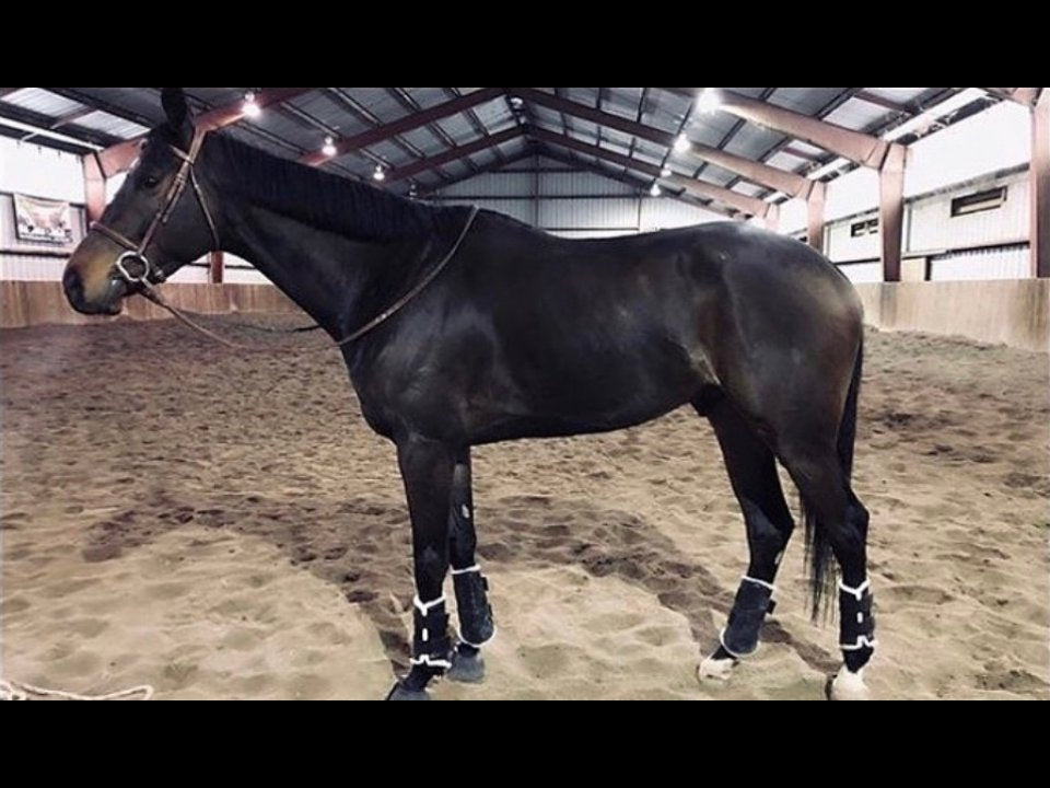 The same dark bay horse in a bridle and leg boots in an indoor arena, side view, after one month on Body Builder