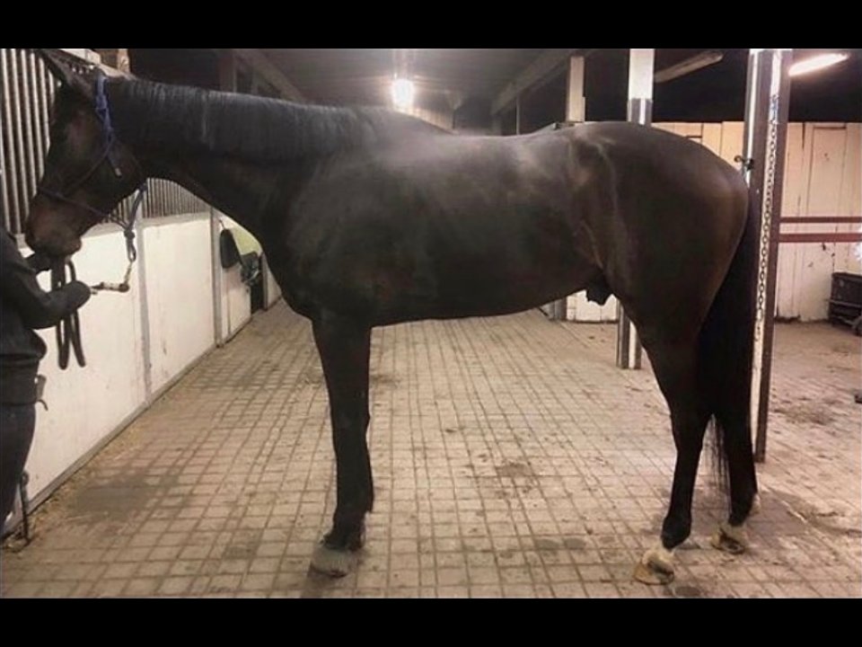 A dark bay horse in a halter standing in a stable aisle, side view, before Body Builder