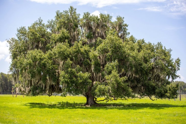 A large live oak hung with Spanish moss stands in a fenced green pasture under a blue sky