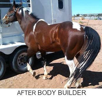 After Using Body Builder Horse Suppliment