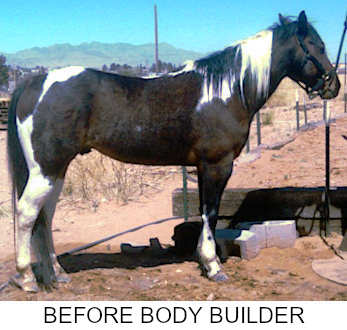 Before Using Body Builder Horse Suppliment