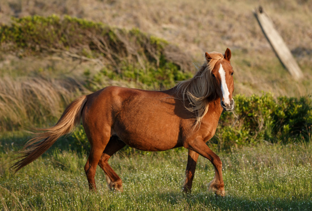 A closeup portrait of a pregnant wild pony on Shackleford Island, NC.