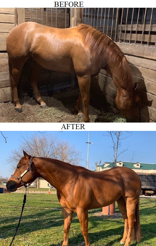 BEFORE&AFTERBROWNPRETTYHORSE