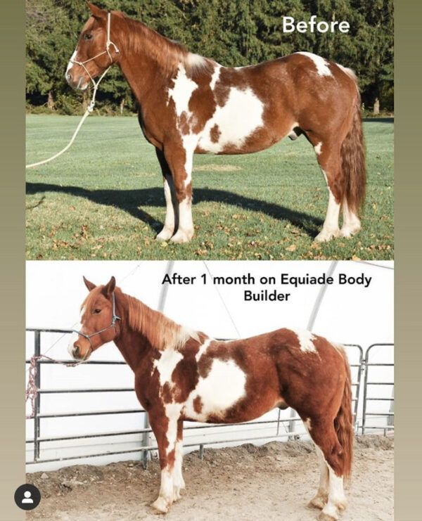 Horse Supplement Horse Supplements Equiade