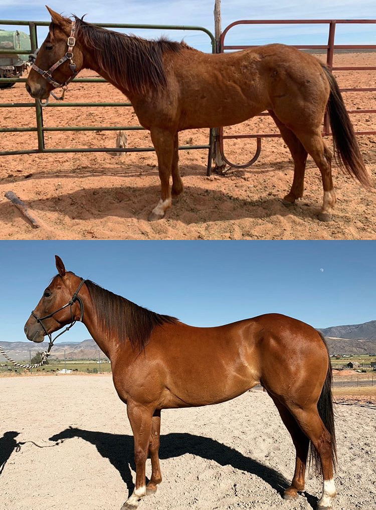BEFORE-AND-AFTER-Equiade