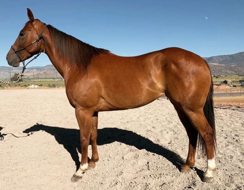 Healthy horse after Body Builder