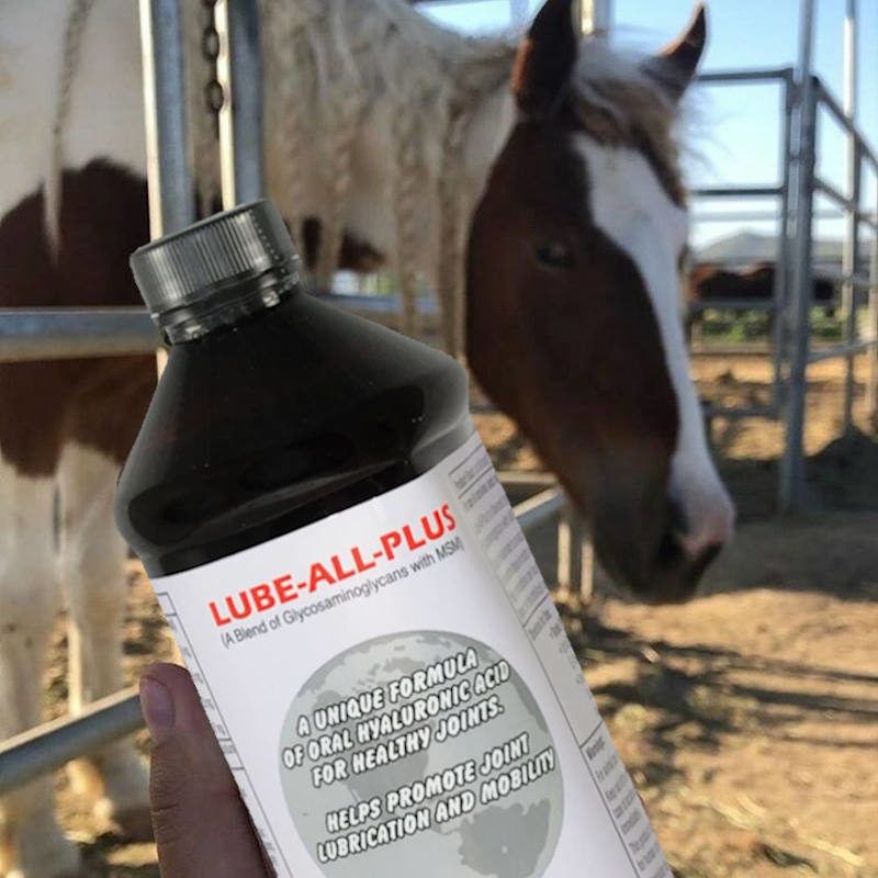 BTB Plus herbal supplement for joint soreness in horses