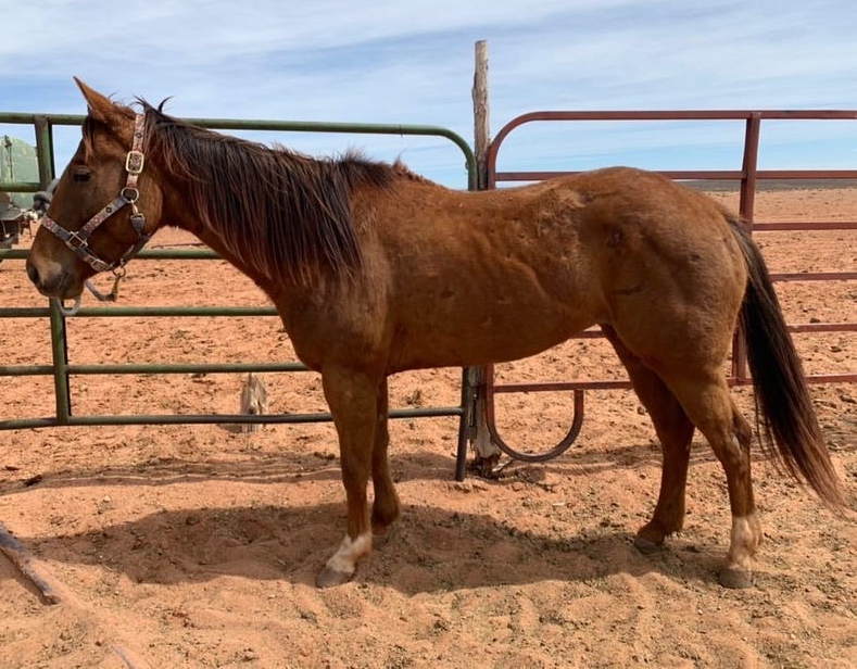 Horse before Body Builder horse supplements