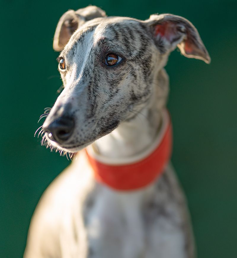 Greyhound - Portrait of a pretty Whippet bitch