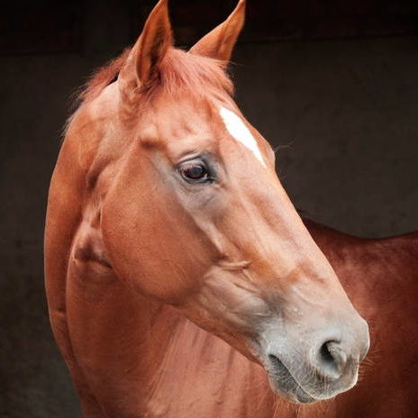 Equiade horse profile