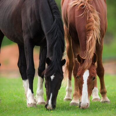 grazing horses